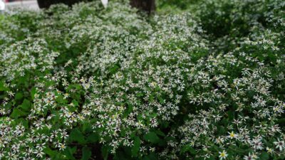 Aster divaricatus