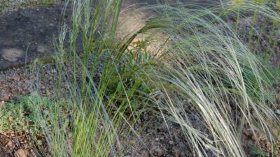 Stipa pennata
