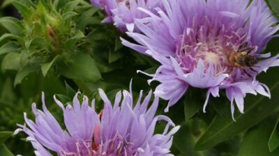 Stokesia laevis