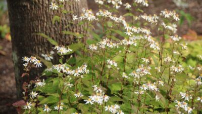 Aster divaricatus 'Tradescant'