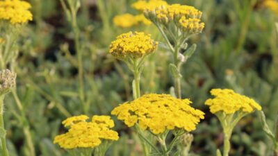 Achillea tomentosa