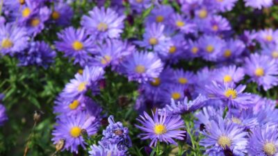 Aster dumosus 'Blaue Lagune'