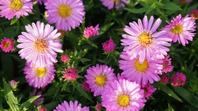 Aster dumosus 'Herbstgruß vom Bresserhof'