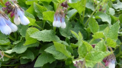 Symphytum grandifl. 'Hidcote Blue'