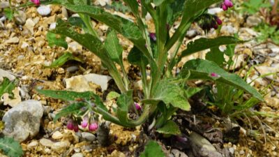 Symphytum officinale