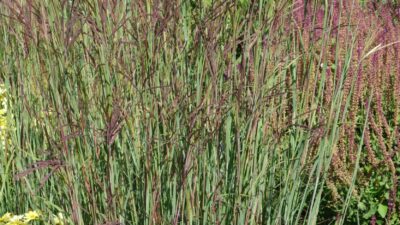 Andropogon hallii 'JS Purple Konza' ®