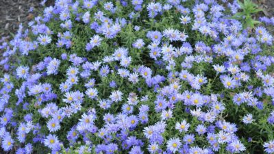Aster dumosus 'Mittelmeer'