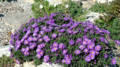 Aster dumosus 'Prof. Anton Kippenberg'