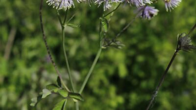 Thalictrum aquilegifolium