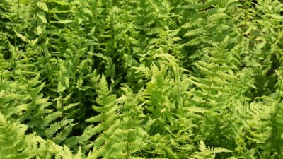 Thelypteris palustris