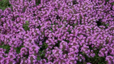 Thymus praecox 'Bressingham'
