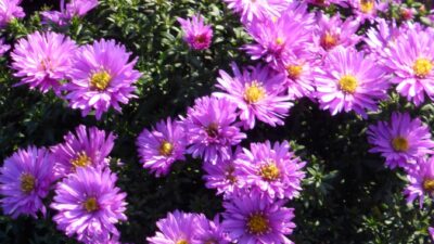 Aster dumosus 'Rosenwichtel'