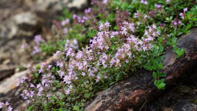 Thymus serpyllum