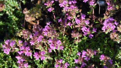 Thymus praecox 'Coccineus'