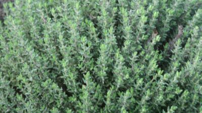 Thymus vulgaris 'Compactus'