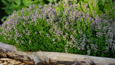 Thymus vulgaris