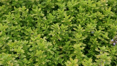 Thymus x citriodorus 'Golden Dwarf'