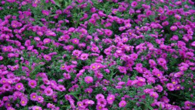 Aster dumosus 'Starlight'