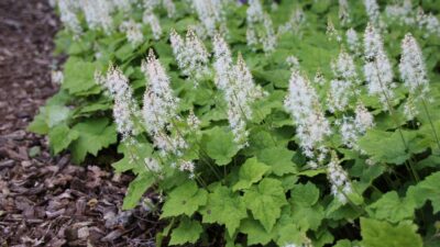 Tiarella cordifolia