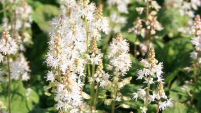 Tiarella wherryi