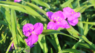 Tradescantia x anders. 'Karminglut'