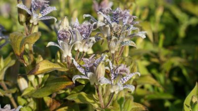 Tricyrtis hirta