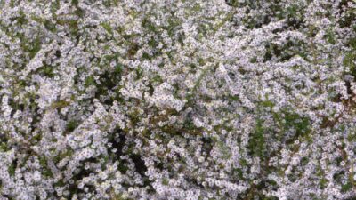 Aster ericoides 'Erlkönig'