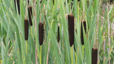 Typha latifolia