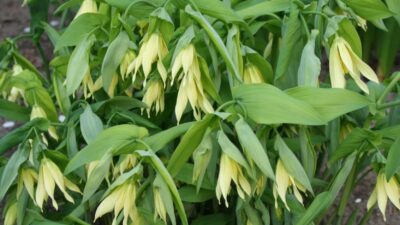 Uvularia grandiflora