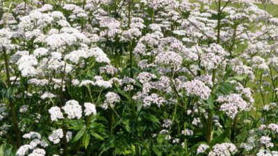Valeriana officinalis