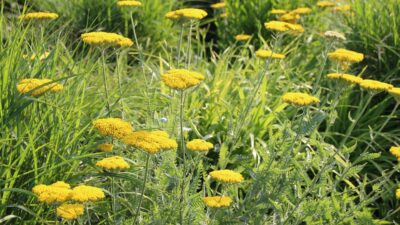 Achillea filipendulina 'Coronation Gold'