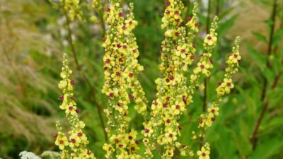 Verbascum nigrum