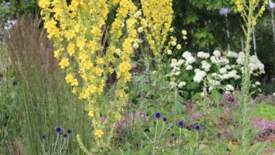 Verbascum olympicum