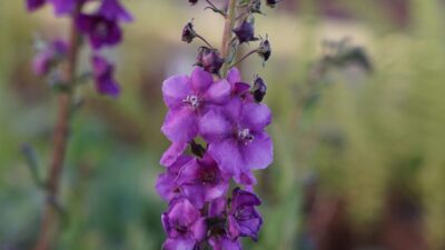 Verbascum phoeniceum