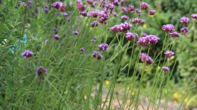 Verbena bonariensis