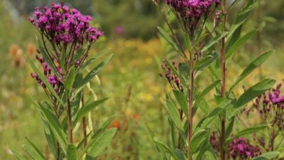 Vernonia crinita
