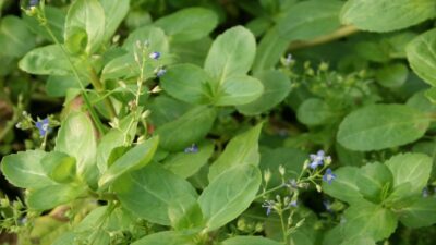 Veronica beccabunga