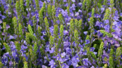 Veronica prostrata