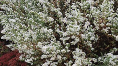 Aster ericoides 'Schneetanne'