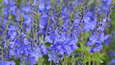Veronica austriaca 'Knallblau'