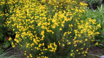 Aster linosyris