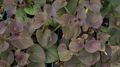 Viola labradorica