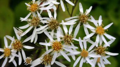 Aster macrophyllus 'Albus'