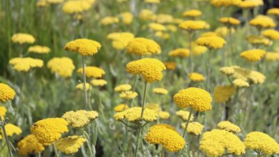 Achillea clypeolata 'Moonshine'