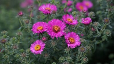 Aster novae-angliae 'Andenken an Paul Gerber'