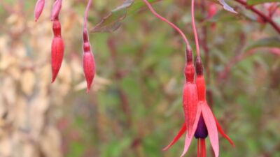Fuchsia magellanica 'Riccartonii'