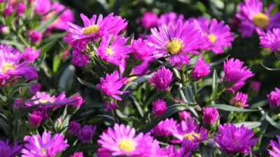 Aster novi-belgii 'Karminkuppel'