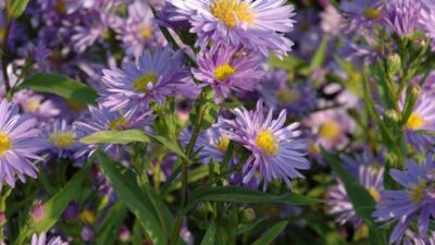 Aster novi-belgii 'Marie Ballard'