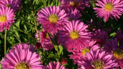 Aster novi-belgii 'Rosaperle'