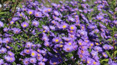Aster novi-belgii 'Schöne von Dietlikon'